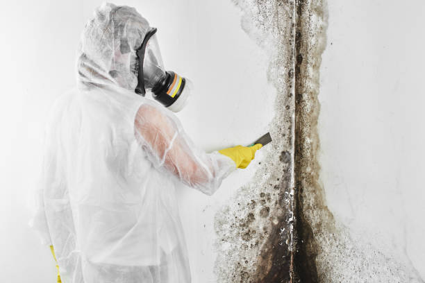 Best Black Mold Removal  in Florence, AZ