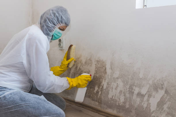 Professional Mold Removal in Florence, AZ