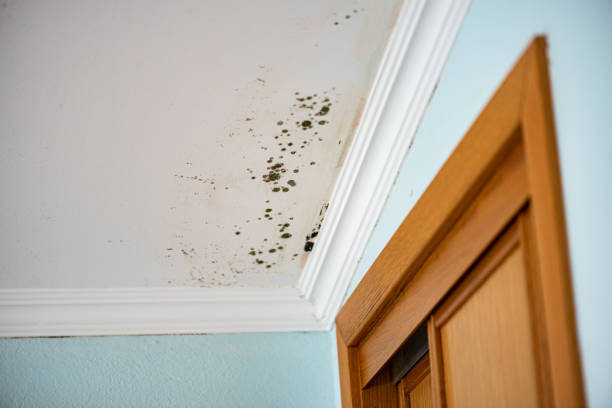 Best Toxic Mold Removal  in Florence, AZ