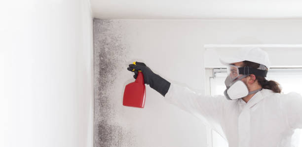 Certified Mold Removal in Florence, AZ